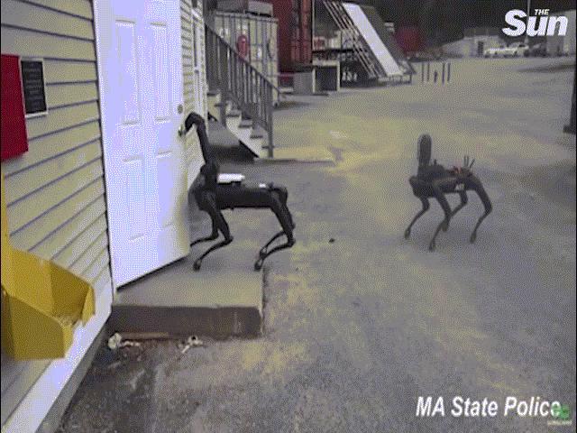 Mỹ: Robot chó kỳ dị lần đầu tiên được cảnh sát thử nghiệm, nhiều người lo sợ