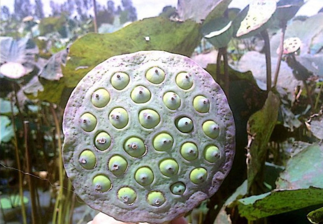 Lợi ích kinh ngạc của hạt sen