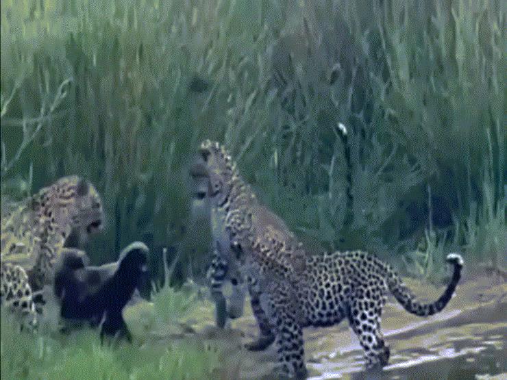 Video: Lửng mật đối đầu với 3 con báo hoa mai và cái kết khó tin