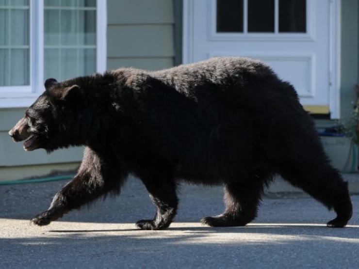 Gấu đen 113kg mò vào nhà bắt người