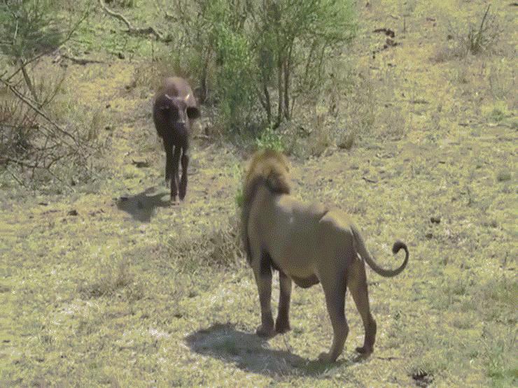 Video: Đụng độ sư tử, nghé con nhận ngay kết thảm