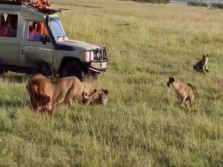 Video: Sư tử đơn độc chiến đấu với 30 con linh cẩu khát máu và cái kết
