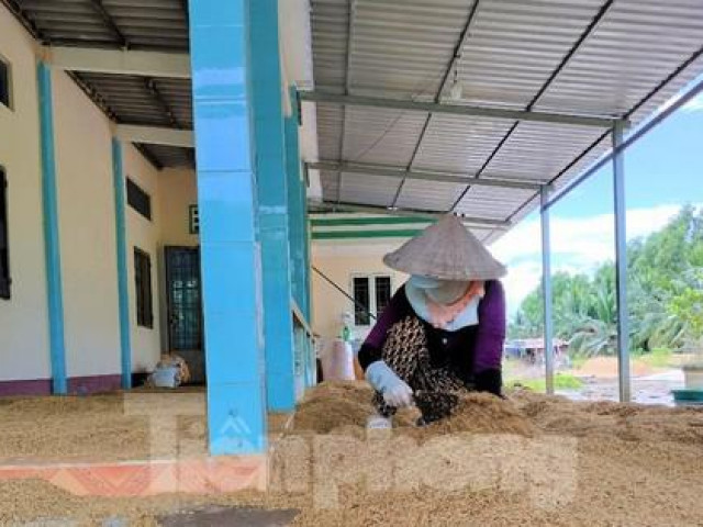 Lý do hàng nghìn tấn lúa Việt Nam ngon nhất thế giới bị “om“ trong mưa nắng