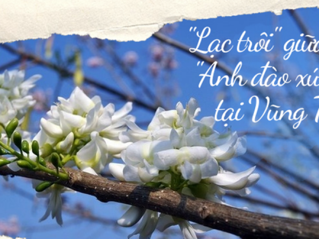 Lạc vào mùa hoa đỗ mai Vũng Tàu: Những cung đường ngập sắc trắng và hồng như phim anime Lạc vào mùa hoa đỗ mai Vũng Tàu: Những cung đường ngập sắc trắng và hồng như phim anime