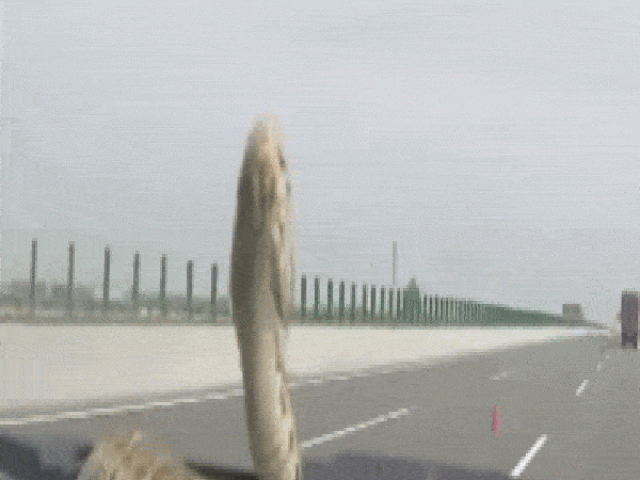 Video: Rắn hung dữ nằm trên nắp ca pô khiến tài xế hoảng hồn
