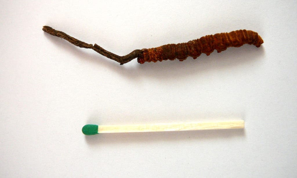 Loại nấm đắt nhất thế giới mọc từ con sâu bướm đã chết, là viagra tự nhiên đắt đỏ - 1